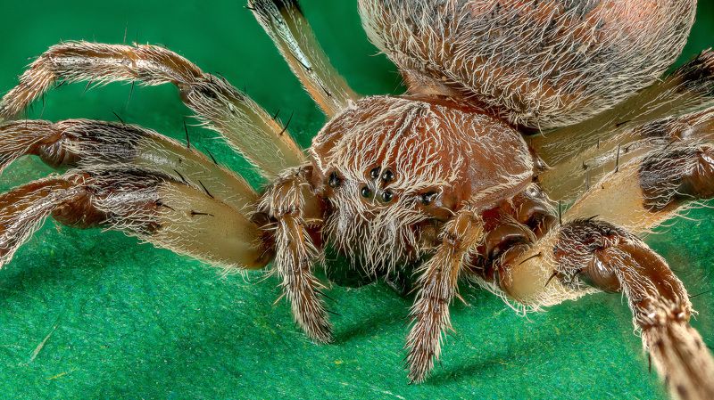 spider, паук photo preview