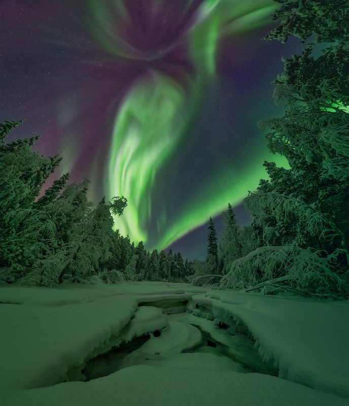 Сказочный лес.photo preview