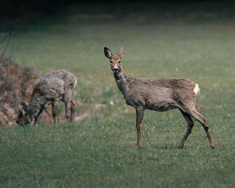 дикая природа, олень ***photo preview