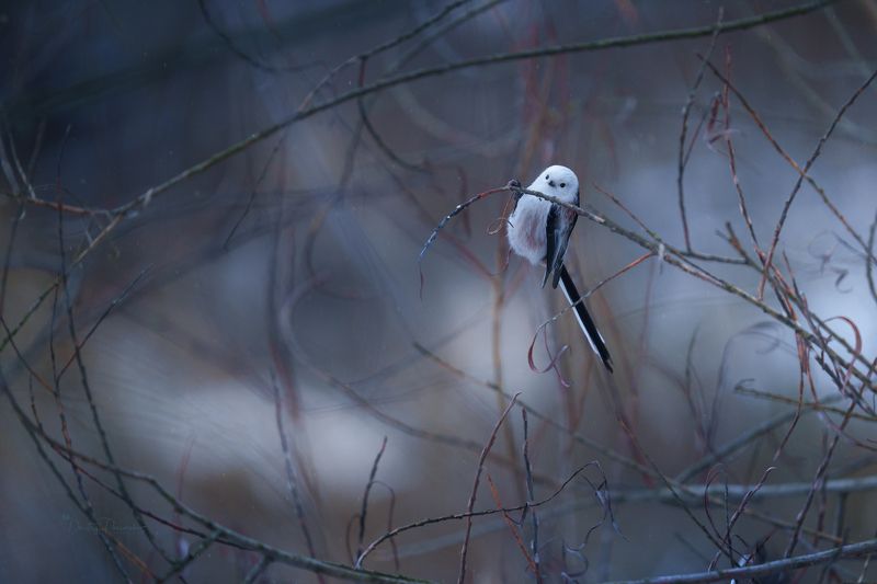 природа, лес, поля, огороды, животные, птицы, макро Вот как-то так познакомилисьphoto preview