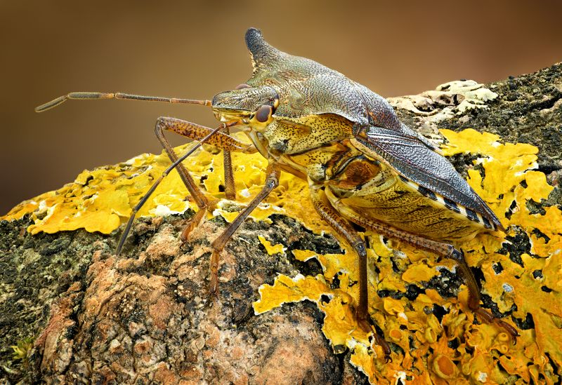 Dolycoris baccarumphoto preview