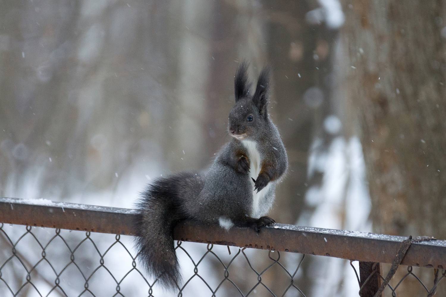 , Корнеев Алексей