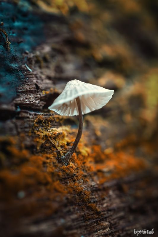 Макрофото. Мицена желтоокаймленная.photo preview