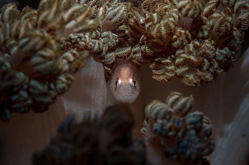 Здрасте - волосы покрастеphoto preview