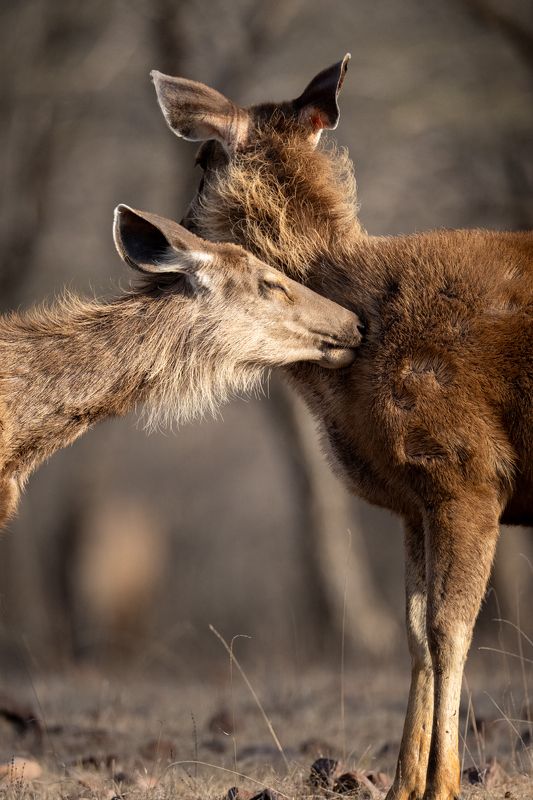 A Moment of Calm Amidst the Chaosphoto preview