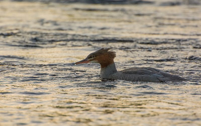 Большой Крохаль :)photo preview