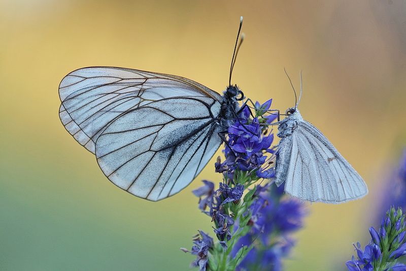 *** фото превью