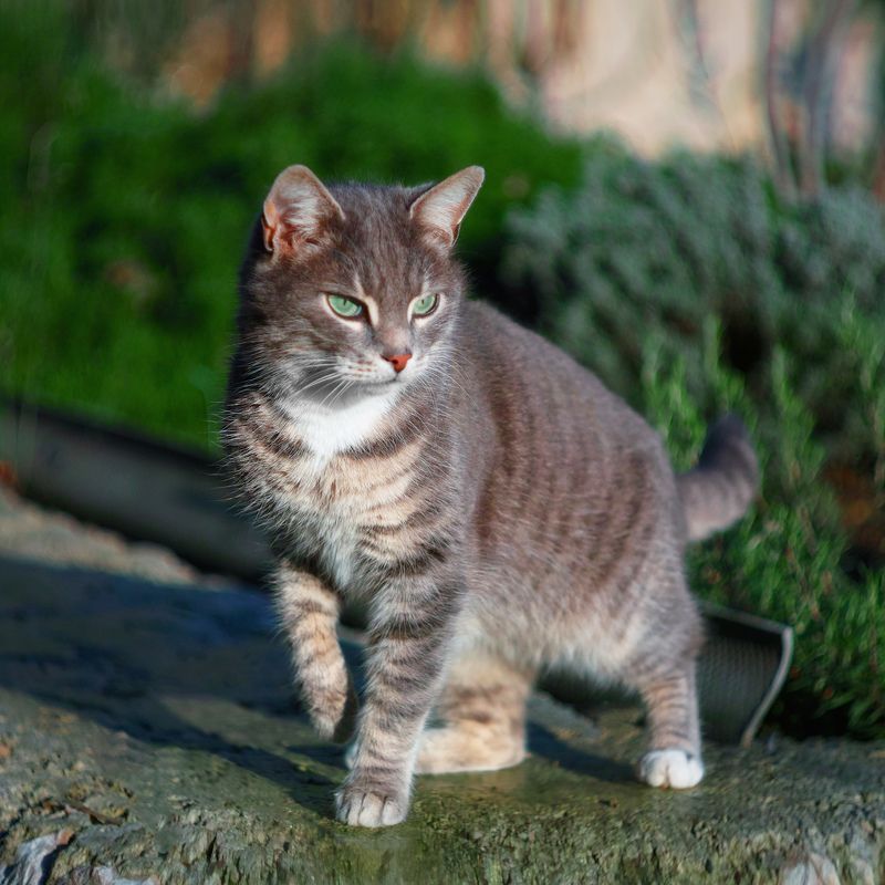 sigma, sd, quattro, ., crimea Грация фото превью