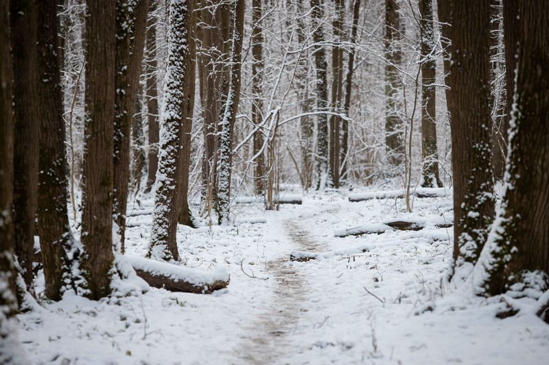 битцевский лес, зима, снег Зима в Битцевском лесуphoto preview