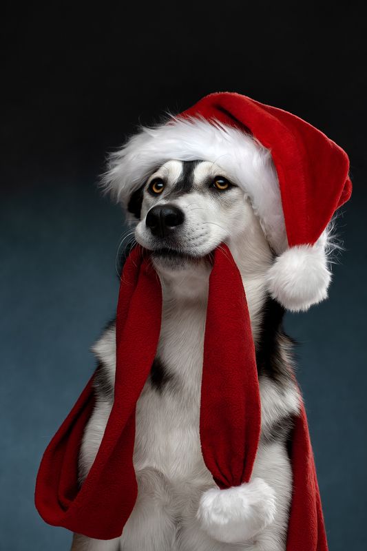 Скоро Новый Годphoto preview