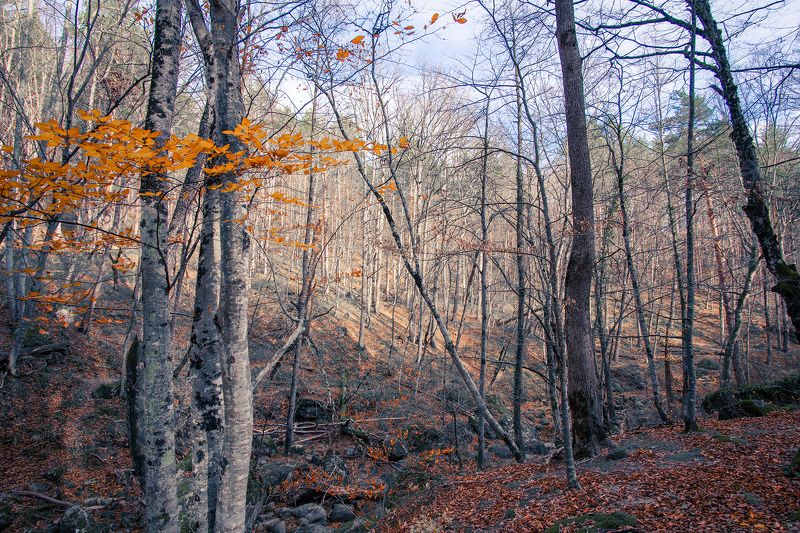 Осенний лесphoto preview