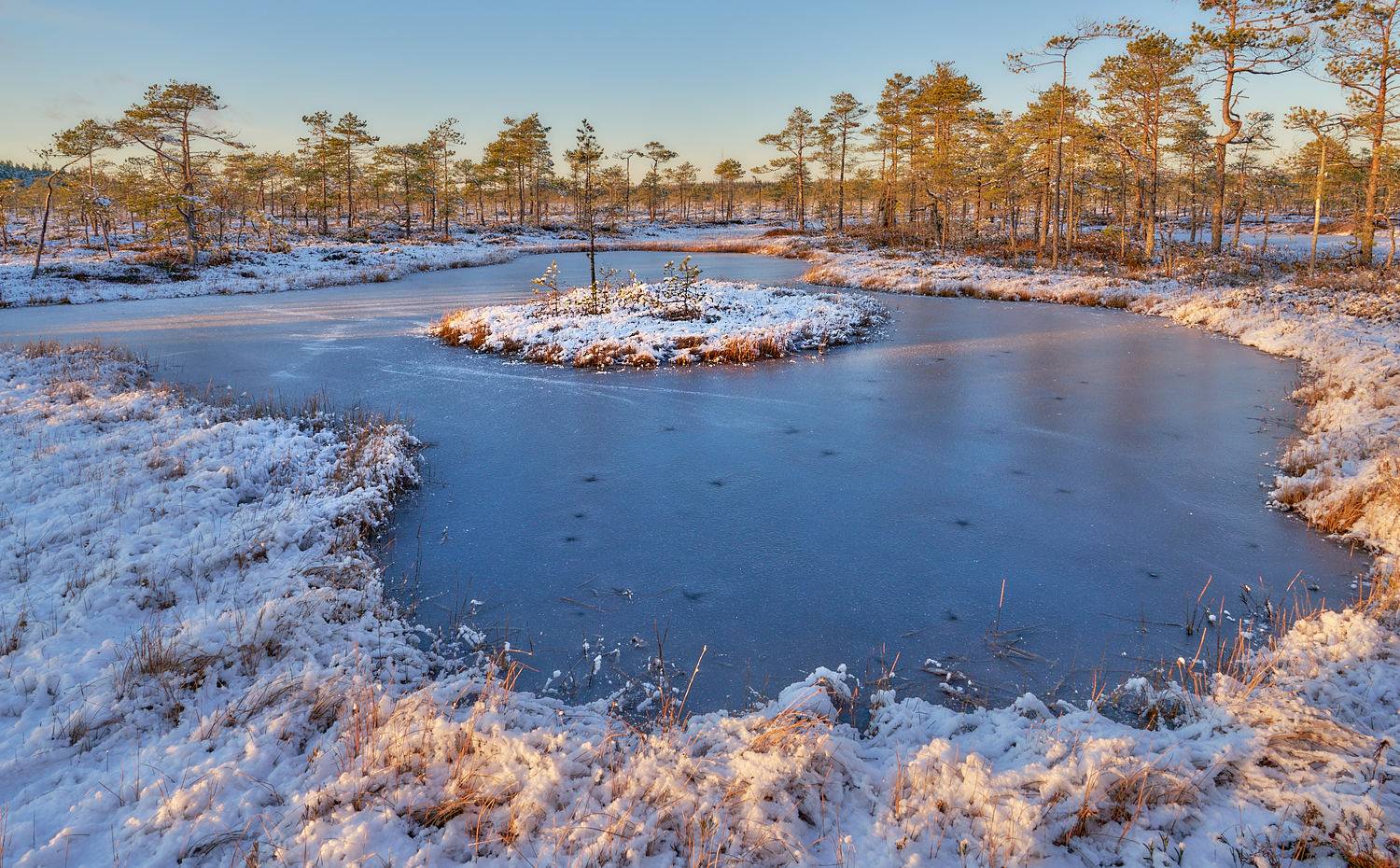 Первый снег на болоте. Автор: Андрей Ростовцев , Андрей Ростовцев