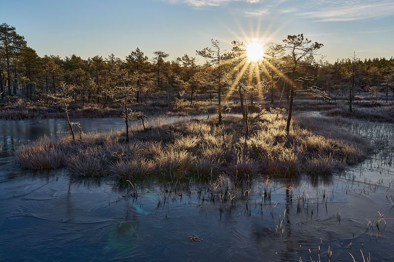 Первый мороз на болоте фото превью