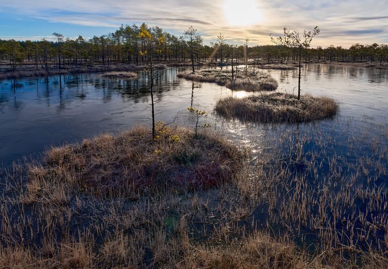 Первый лёд на болоте фото превью