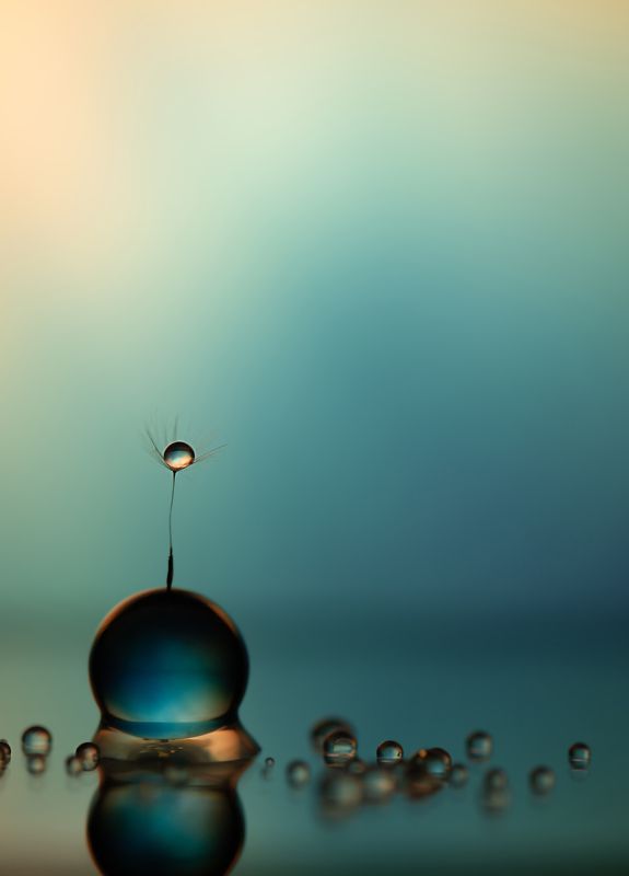 макро, капли, одуванчик, macro, dandelion, drops Одиночествоphoto preview