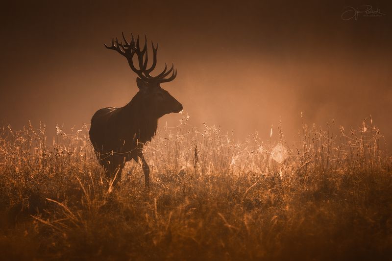 олень, беларусь, гон, deer, rut, осенний гон, красный бор, олени, осень, рассвет, red deer Паутинки сентября фото превью