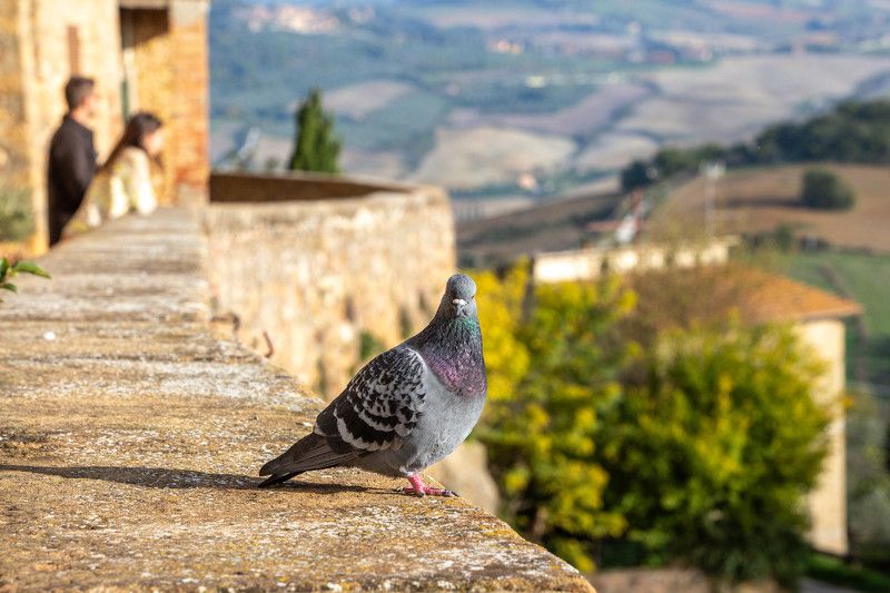 Пиенцаphoto preview