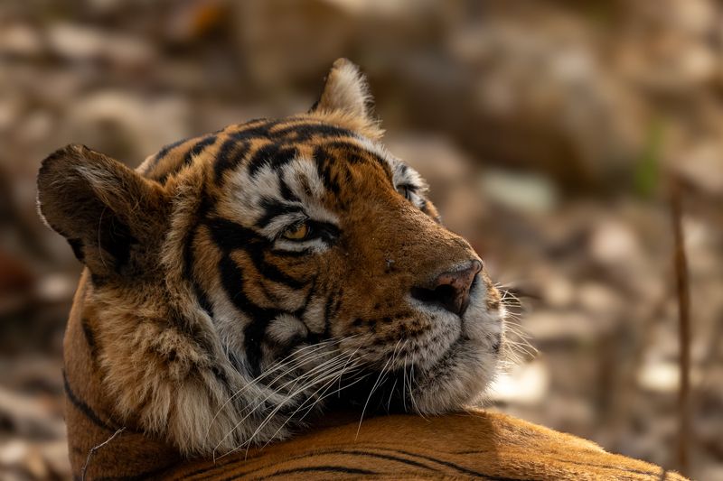 Afternoon Napphoto preview