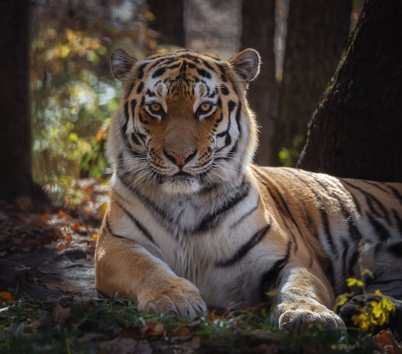 приморье Фотография на паспортphoto preview