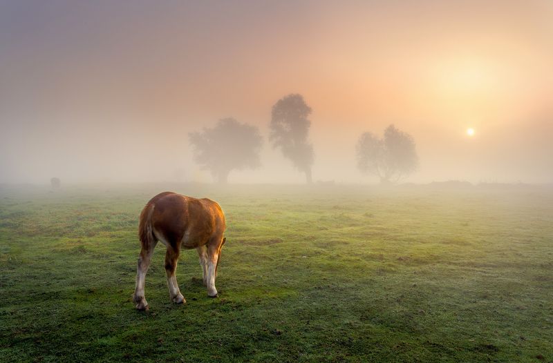 Poranny wypasphoto preview