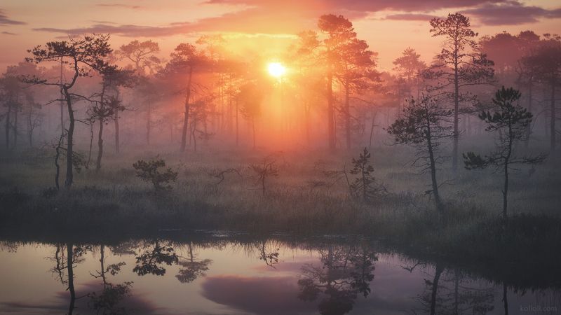 ленинградская область, болота, лето, рассвет Лето на верховых болотах Ленинградской областиphoto preview