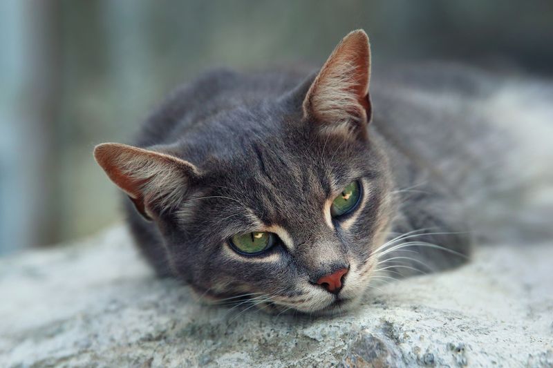 Меланхолия фото превью