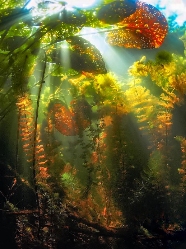 Подводная осень.photo preview