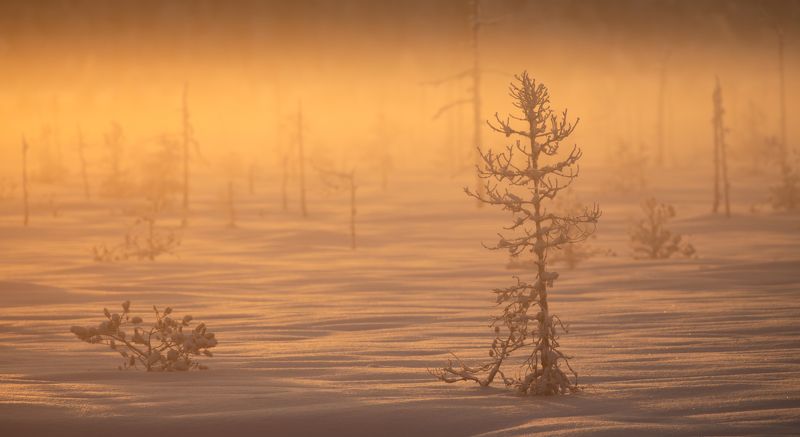 Закат на болоте. photo preview