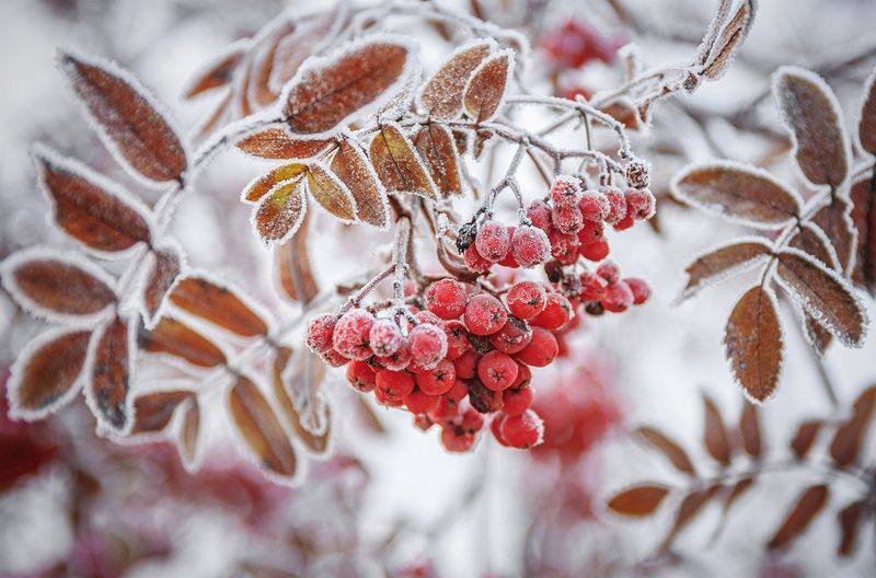 С первым днем зимы!!!photo preview