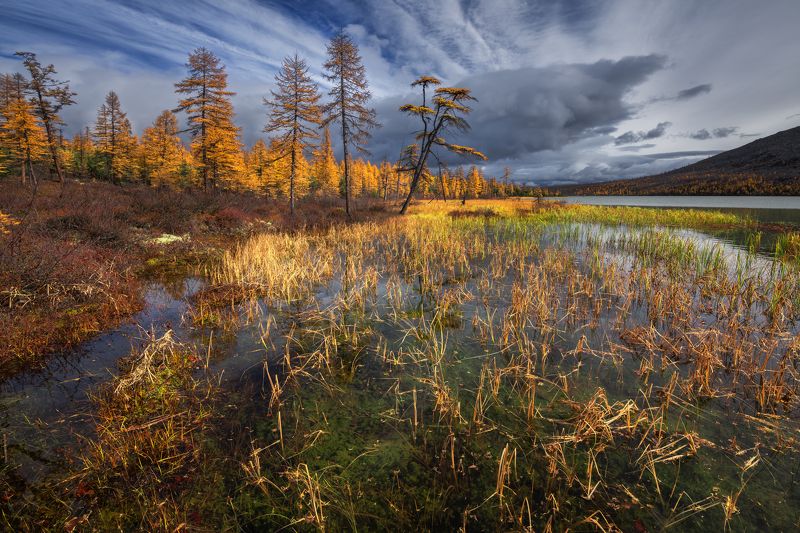 Солнечный привет...photo preview