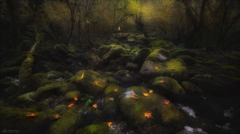 грузия, сванетия, фототур в грузию, фототур в сванетию, фототуры 2025, phototravel.pro Эльфийский лесphoto preview