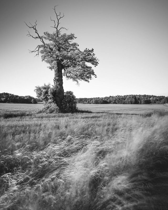 дерево, поле, длинная выдержка Одинокое деревоphoto preview