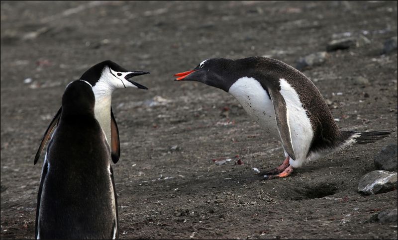 Вы что-то имеете мне сказать?photo preview