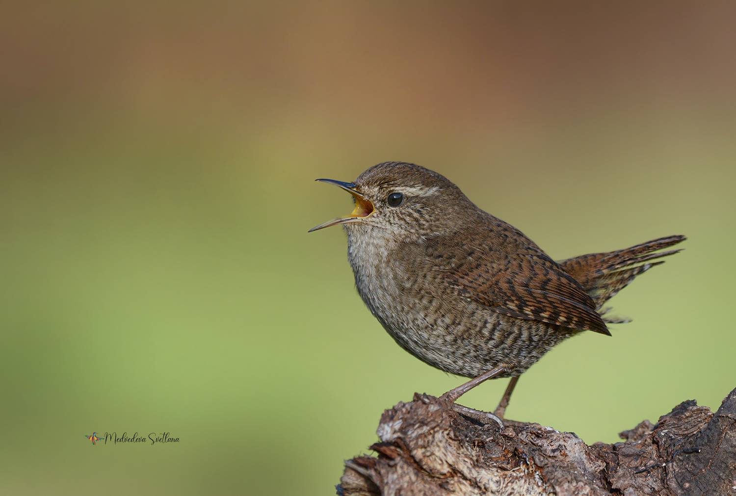 Орешек.. Автор: Медведева Светлана , Медведева Светлана