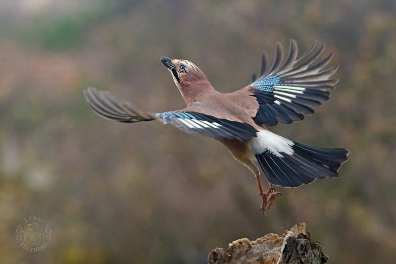 Сойка - Lens and Feathersphoto preview