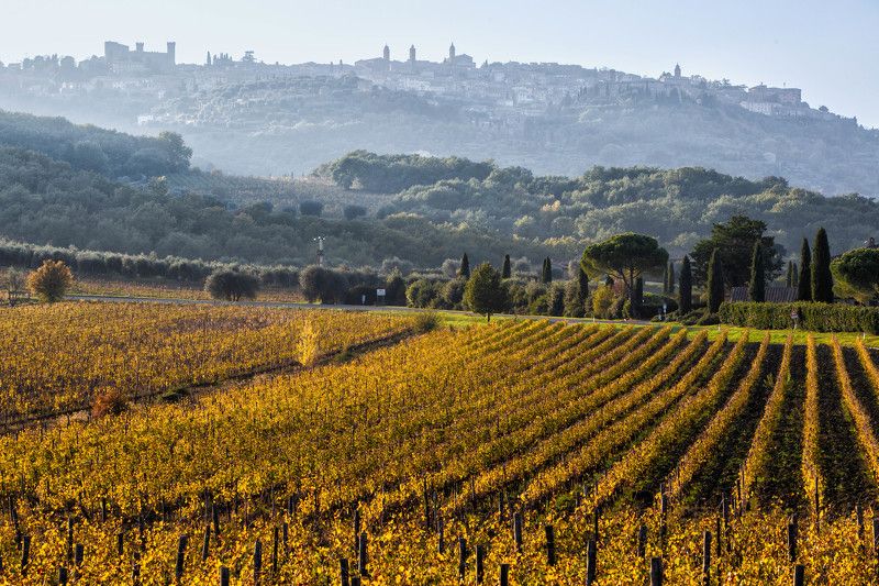 Монтальчиноphoto preview