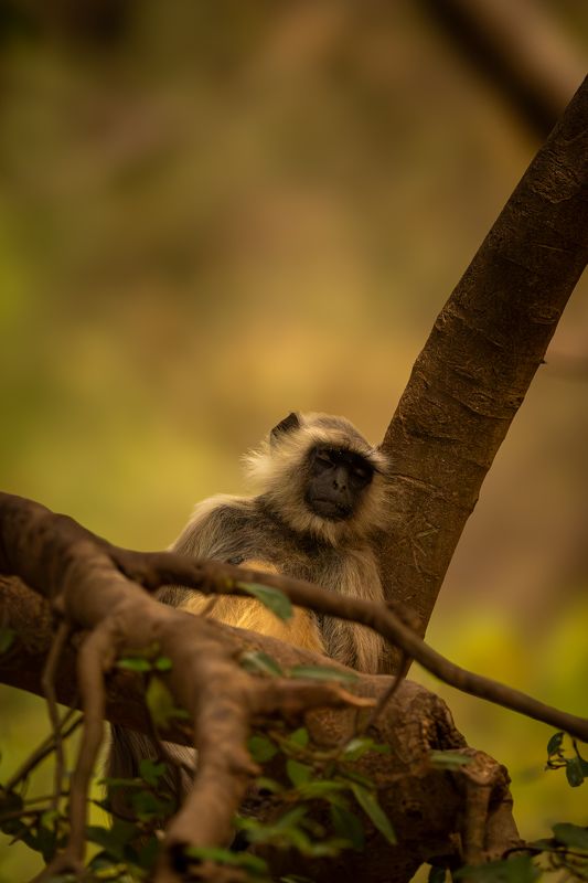 Sleeping Beauty photo preview