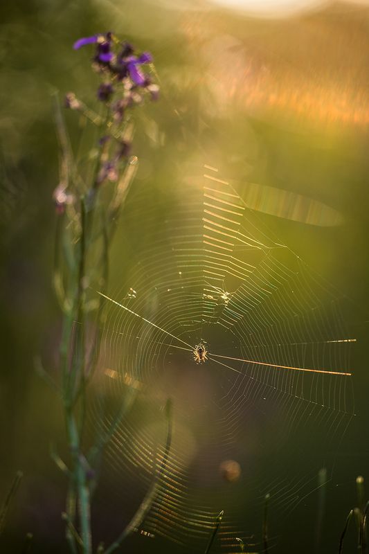 В летних травахphoto preview