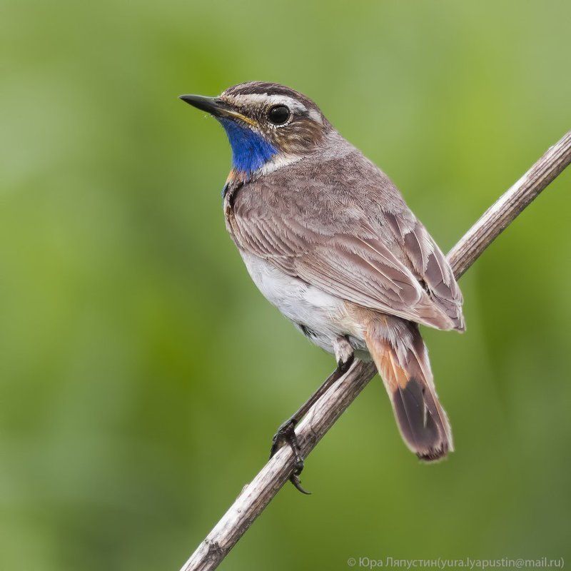 Варакушка ***photo preview