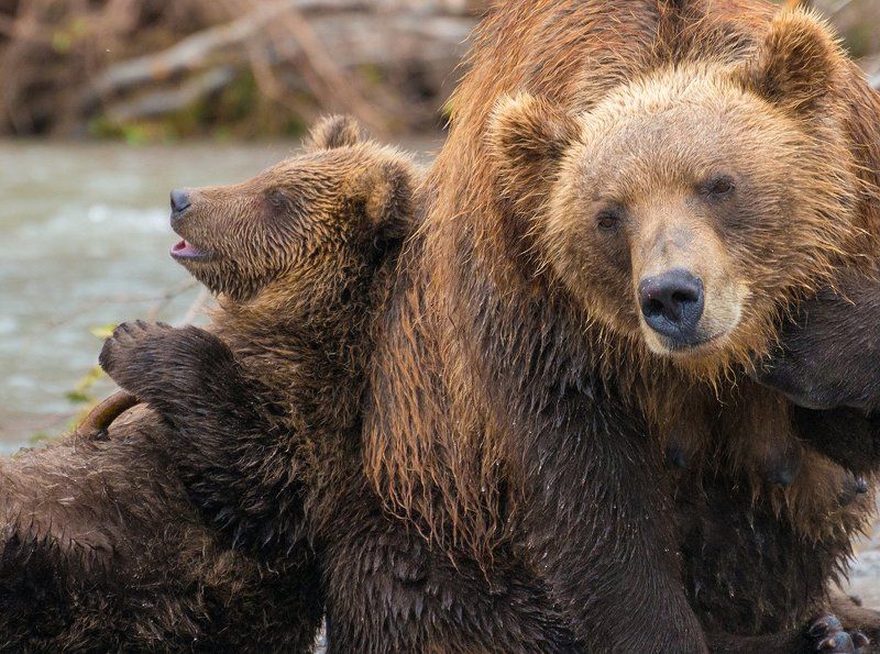 камчатка, курильское озеро, медведи Мишки и Мишутки.photo preview