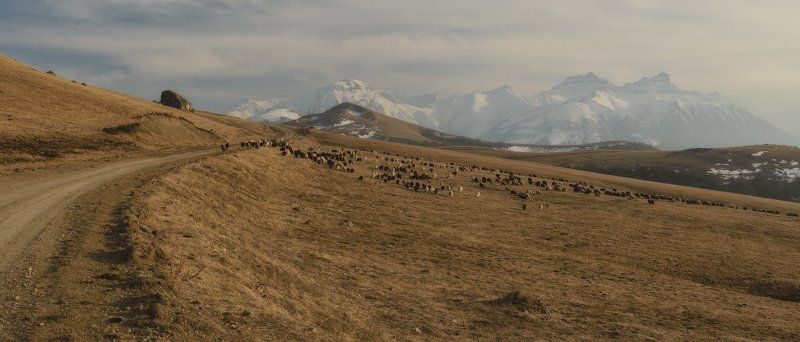 былымский перевал, кабардино-балкария,балкария, кавказ, перевалы, горная дорога, горы, весна, отара овец, овцы, актапрак, северный кавказ, чегемское ущелье, баксанское ущелье Актапрак - дорога к Чегемскому ущельюphoto preview