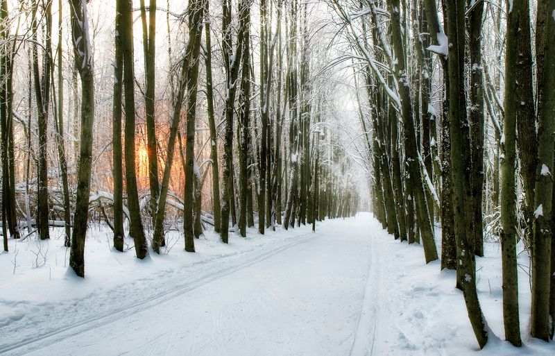 зима иней лес зимние аллеиphoto preview