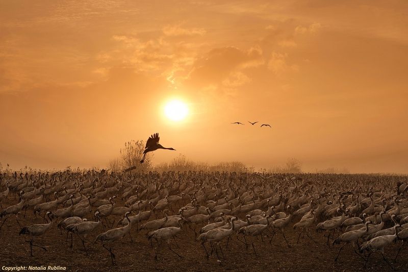 животные, журавли, природа, птицы, рассвет, свет, солнце, утро Журавушки на рассвете...photo preview