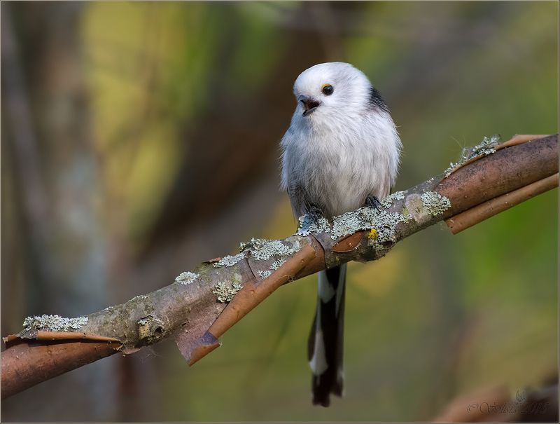 ’O sole miophoto preview