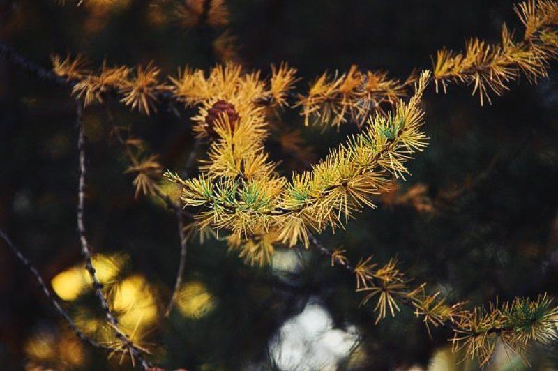 осень, лиственница, закат  Краски осениphoto preview