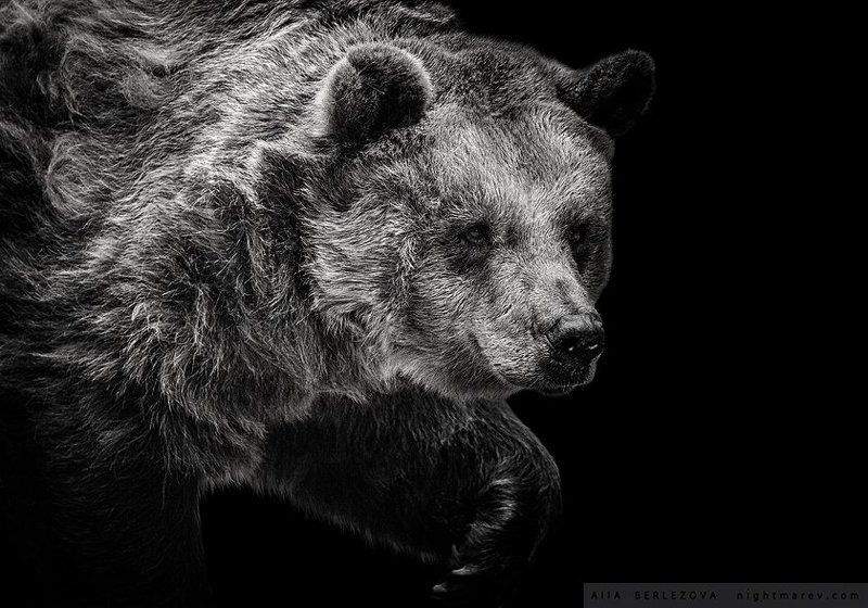 bear, black and white, медведь, черно-белое .photo preview