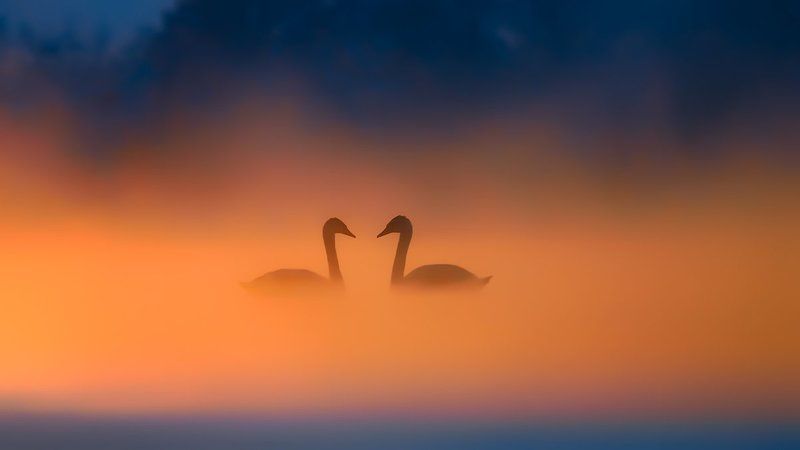 In Lovephoto preview