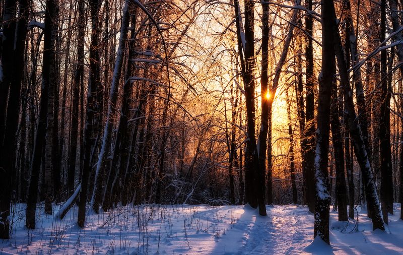закат лес иней снег солнце и снегphoto preview