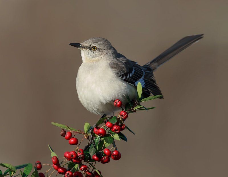 многоголосый пересмешник, northern mockingbird, пересмешник Многоголосый пересмешник - Northern Mockingbirdphoto preview