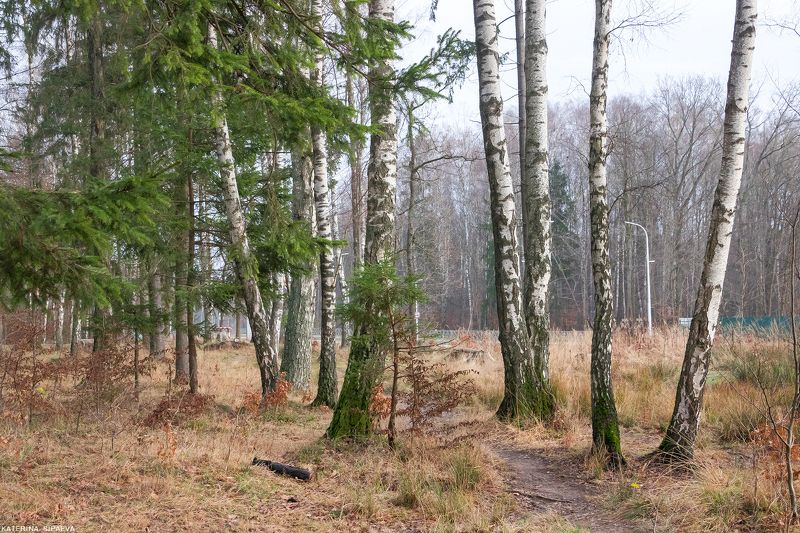 природа, пейзаж, лес Первый день Калининградской зимыphoto preview